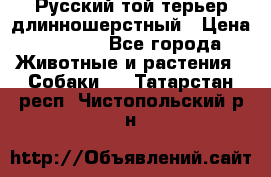 Русский той-терьер длинношерстный › Цена ­ 7 000 - Все города Животные и растения » Собаки   . Татарстан респ.,Чистопольский р-н